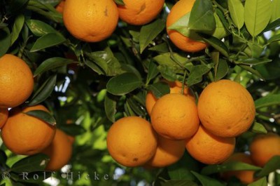 valencia-oranges-spain_12927