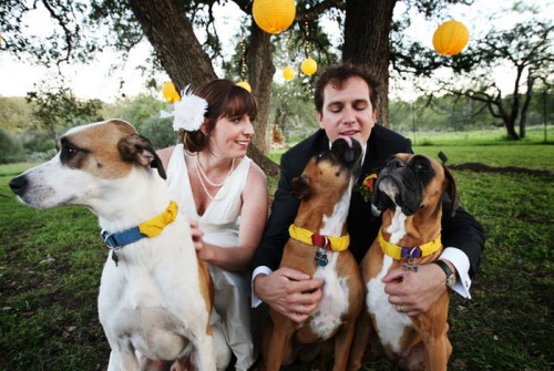 bride-and-groom-with-dogs