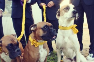 dogs-diy-yellow-ribbon-collar-and-leash