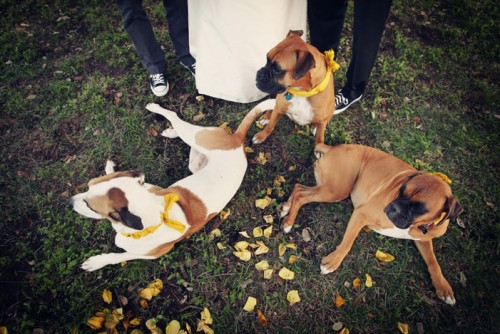 dogs-in-wedding-homemade-diy-ribbon-collars