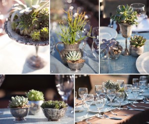 succulents_tabletop