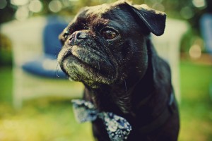 pug-in-a-bow-tie