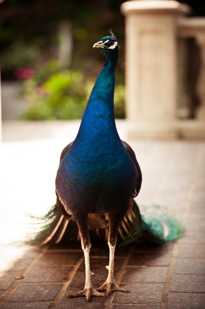 Peacock at Westbury Manor
