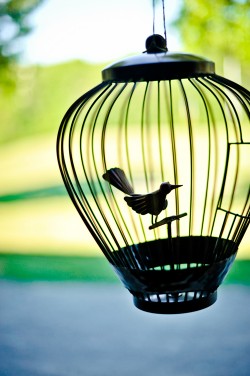 Black-Bird-Cage