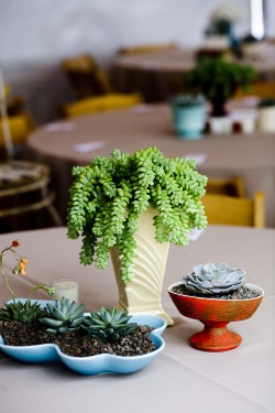 Red-White-and-Blue-Succulent-Centerpiece