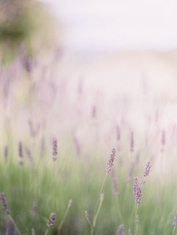 Field-of-Lavender