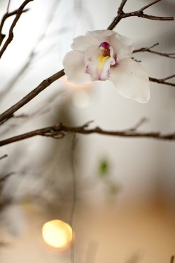 Orchid-Branch-Wedding-Floral