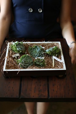 Succulent-Boutonniere-Display