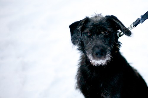 Black-Dog-in-Snow