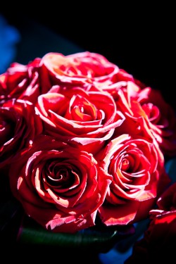 Red-Rose-Bouquet