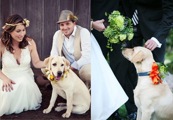 Wedding-Puppy-Flower-Collar-copy
