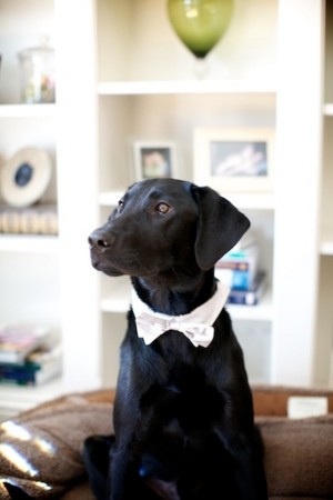 Wedding-Labrador-in-Bow-Tie