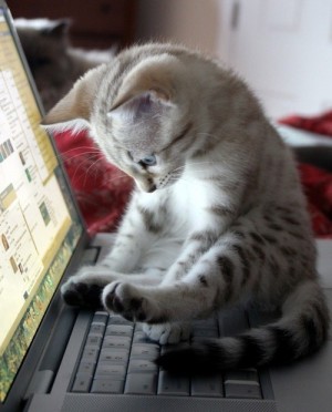 kitty-at-computer