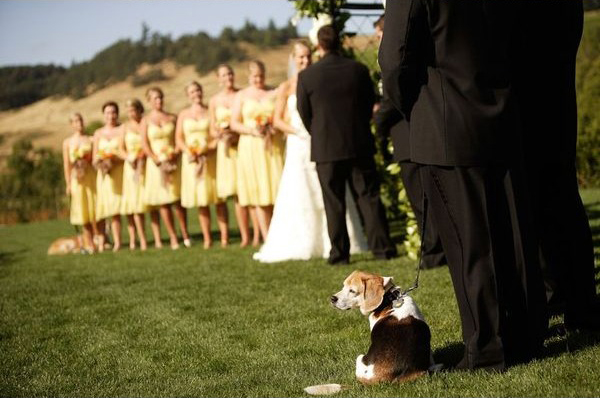 beagle-wedding