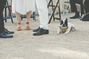 french-bulldog-collar-wedding