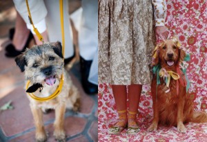 wedding-dogs