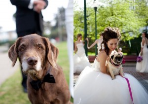 wedding-puppies