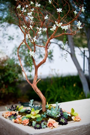 Manzanita-Succulent-Decor