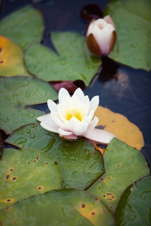 Floating-Lily-Pads
