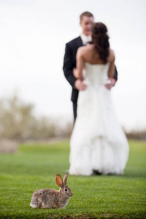 Bunny-at-a-Wedding