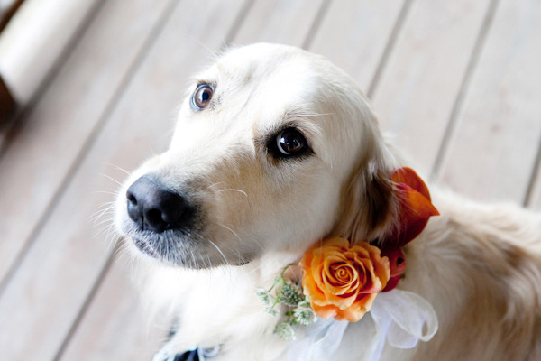 Puppy-Dog-Wedding-Eyes