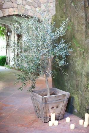 Wedding-Olive-Tree