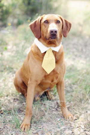 Wedding Outfit For Dog