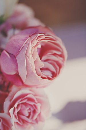 Pink Garden Rose