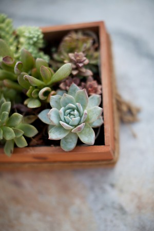 Succulents in Wooden Box