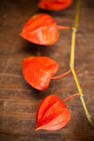 Chinese Lantern Used In Floral Arrangements