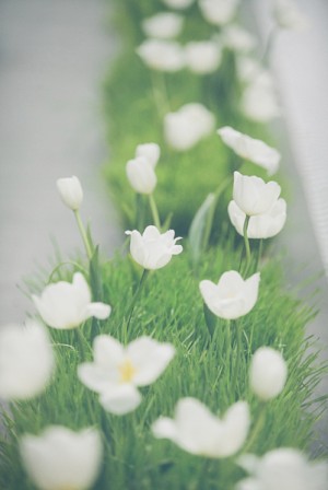 White Tulips in Grass Containers