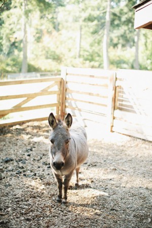 Donkey on Farm