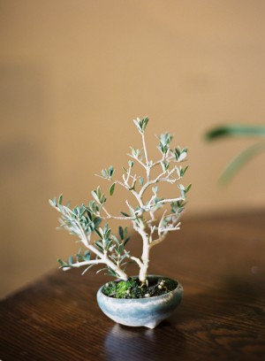 Miniature Bonsai Tree