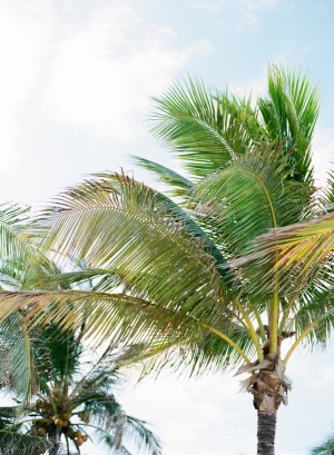 Palm Tree Scenery