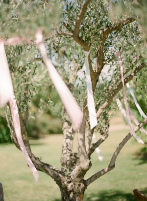 Ribbons Tied to Branches in Vineyard