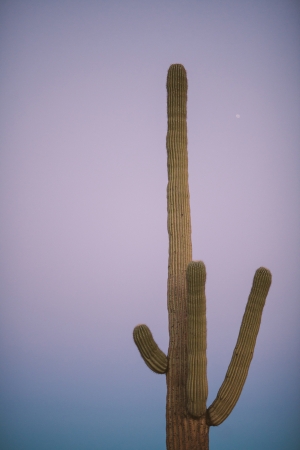 Cactus in Desert Brushfire Photography