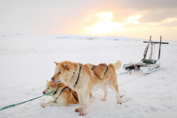 Dogsledding at Sunrise