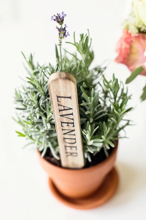 Potted Herb Centerpiece