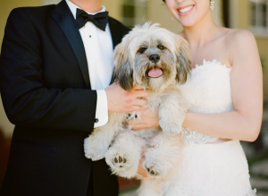 Dog in Wedding