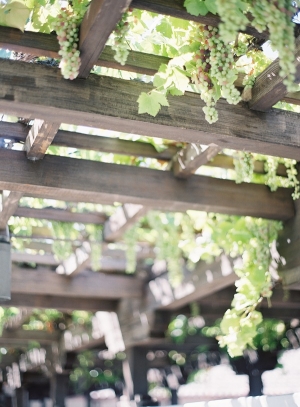 Grapes on Vine at Winery
