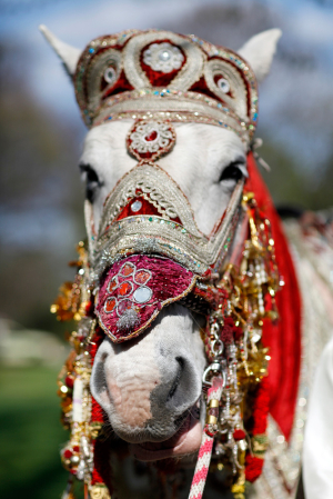 White Horse in Indian Ceremonial Dress