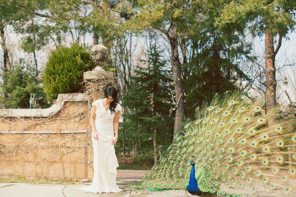 Bride Standing With Peacock
