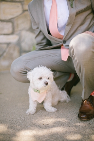 Puppies in Weddings