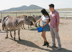 Couple Feeding Zebras