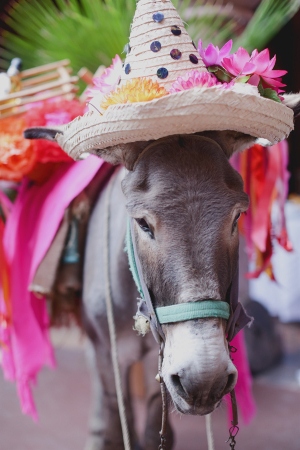 Donkey Wearing Sombrero
