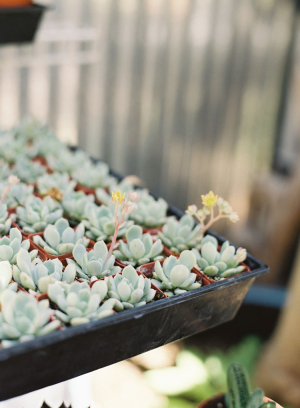 Potted Succulents in Tray