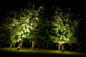 Lights in the Trees