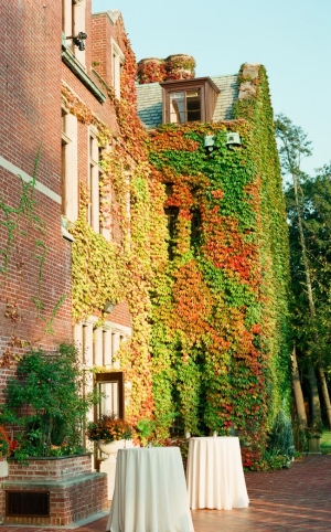 Autumn Ivy at Natirar Mansion