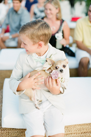 Chihuahua at Wedding