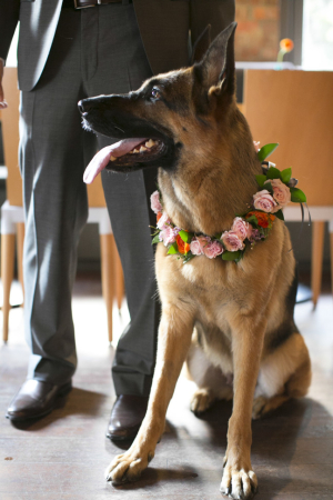 Dog in Floral Collar